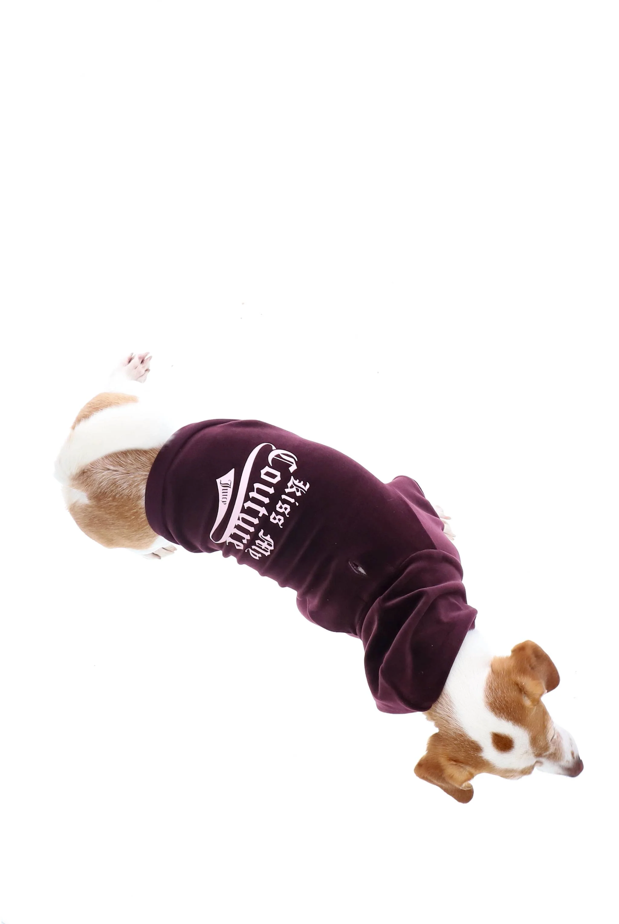 WINETASTING KISS MY COUTURE HOODIE PET - Image 3